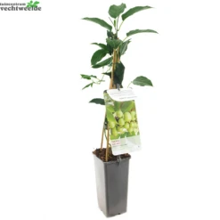 Gazebo Parts Direct Sales Store -Tuinbenodigdheden Verkoopwinkel actinidia arguta issai 1000x1000 6208f88622db8 l