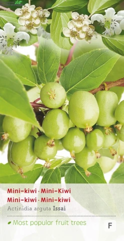 Gazebo Parts Direct Sales Store 21 Actinidia Arguta 'Issai'