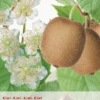 Actinidia Ch. Huwelijk -Tuinbenodigdheden Verkoopwinkel actinidia ch huwelijk 395x570 620770eb30890 l