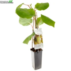 Gazebo Parts Direct Sales Store -Tuinbenodigdheden Verkoopwinkel actinidia deliciosa jenny 1000x1000 62092f8964a2f l