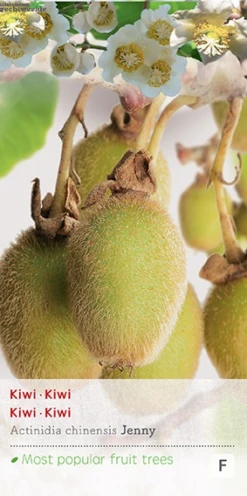 Gazebo Parts Direct Sales Store 24 Actinidia Deliciosa 'Jenny'