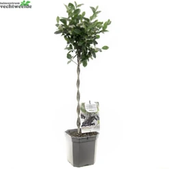 Gazebo Parts Direct Sales Store -Tuinbenodigdheden Verkoopwinkel aronia melanocarpa appelbes op stam 1000x1000 620923c491505 l