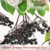 Aronia Melanocarpa Appelbes Op Stam -Tuinbenodigdheden Verkoopwinkel aronia melanocarpa appelbes op stam 402x564 6206ffc77679a l