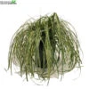 Carex 'Feather Falls' 5 Liter Pot -Tuinbenodigdheden Verkoopwinkel carex feather falls 5 liter pot 600x600 62077c23077f1 l