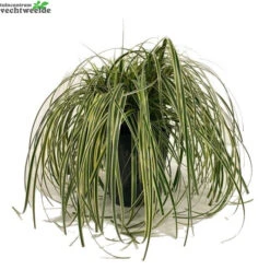 Carex 'Feather Falls' 5 Liter Pot