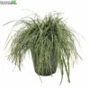 Carex Oshimensis 'Everest' 5 Liter Pot -Tuinbenodigdheden Verkoopwinkel carex oshimensis everest 5 liter pot 600x600 644c355e1844a l