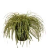 Carex Oshimensis 'Evergold' 5 Liter Pot 1 Carex Oshimensis 'Evergold' 5 Liter Pot -Tuinbenodigdheden Verkoopwinkel carex oshimensis evergold 5 liter pot 450x600 62072efa03f3b l
