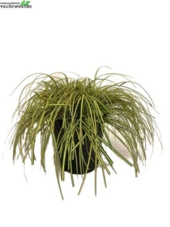 Carex Oshimensis 'Evergold' 5 Liter Pot