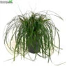 Carex 'Ribbon Falls'® 5 Liter Pot -Tuinbenodigdheden Verkoopwinkel carex ribbon falls 5 liter pot 600x600 62078484f1eef l