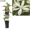 Clematis Armandii 2 Clematis Armandii -Tuinbenodigdheden Verkoopwinkel clematis armandii 1000x1000 62076c0051a87 l