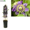 Clematis Flor. Taiga PBR 3.0 P16 -Tuinbenodigdheden Verkoopwinkel clematis flor taiga pbr 3 0 p16 1000x1000 6206f51fb8bc5 l