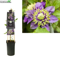 Clematis Flor. Taiga PBR 3.0 P16