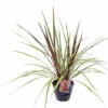 Cordyline Australis Can Can 1 Cordyline Australis Can Can -Tuinbenodigdheden Verkoopwinkel cordyline australis can can 800x533 64036ca1b35c2 l