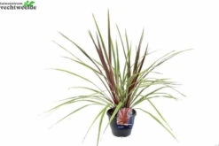 Cordyline Australis Can Can