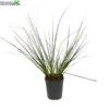 Cortaderia Se. 'Pumila' 5 Liter Pot -Tuinbenodigdheden Verkoopwinkel cortaderia se pumila 5 liter pot 600x600 6207671524ecf l
