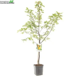 Cydonia Oblonga -Tuinbenodigdheden Verkoopwinkel cydonia oblonga 1500x1500 62093e1e9538b l