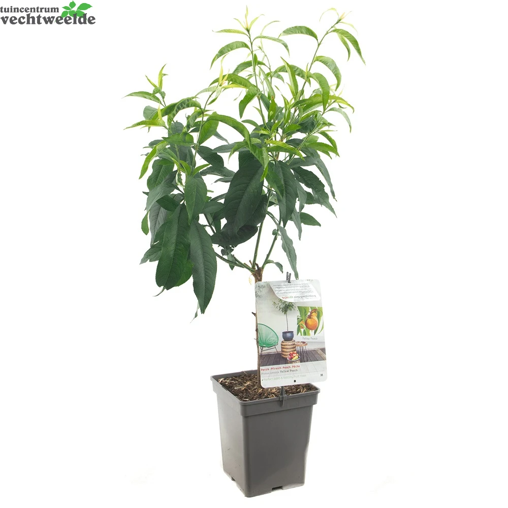Dwergperzik 'Yellow Peach' 4 Dwergperzik 'Yellow Peach' - Afbeelding 2