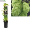 Humulus Lupulus 'Nordbrau' -Tuinbenodigdheden Verkoopwinkel humulus lupulus nordbrau 1000x1000 6207396bf0027 l