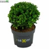 Ilex Crenata 'Dark Green'® -Tuinbenodigdheden Verkoopwinkel ilex crenata dark green 741x728 640f03c89c0c9 l