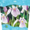 Iris Laevigata 'Rose Queen' -Tuinbenodigdheden Verkoopwinkel iris laevigata rose queen 698x800 640b4778c7ef5 l