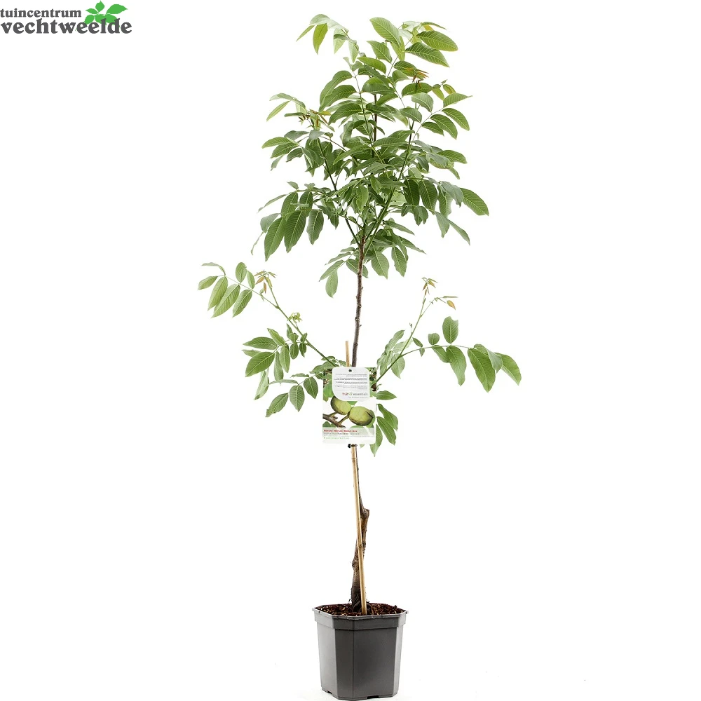 Juglans Regia Buccaneer Spil 4 Juglans Regia Buccaneer Spil - Afbeelding 2