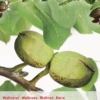 Juglans Regia Buccaneer Spil -Tuinbenodigdheden Verkoopwinkel juglans regia buccaneer spil 395x569 62079a72bfe84 l