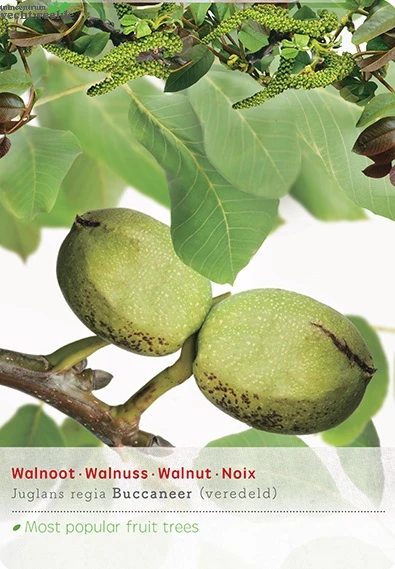 Juglans Regia Buccaneer Spil 3 Juglans Regia Buccaneer Spil