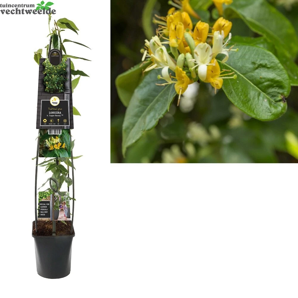 Lonicera Henryi 'Copper Beauty' PBR 3 Lonicera Henryi 'Copper Beauty' PBR