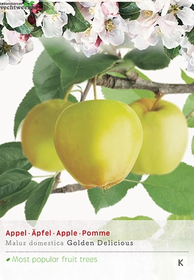 Malus D. 'Golden Delicious' 3 Malus D. 'Golden Delicious'