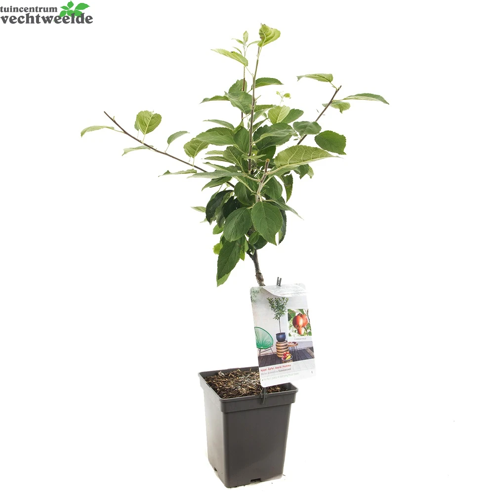 Malus D. 'Summerred' 4 Malus D. 'Summerred' - Afbeelding 2