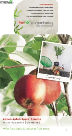 Malus D. 'Summerred'