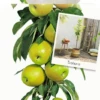 Malus Dom. Bolero Zuilvorm Vp5 -Tuinbenodigdheden Verkoopwinkel malus dom bolero zuilvorm vp5 533x1000 620724461ed2a l