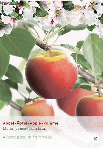 Malus Dom. Elstarstruik P24 3 Malus Dom. Elstarstruik P24