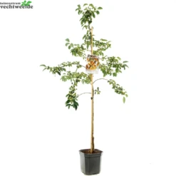 Malus Proff. Sprengerstruik P24 -Tuinbenodigdheden Verkoopwinkel malus proff sprengerstruik p24 1000x1000 620930110f9c6 l