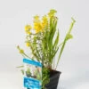 Mix Mand Met 3 Waterplanten -Tuinbenodigdheden Verkoopwinkel mix mand met 3 waterplanten 545x750 62bb2747b836a l