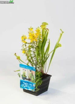 Gazebo Parts Direct Sales Store 16 Mix Mand Met 3 Waterplanten
