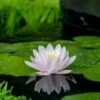 Nymphaea 'Marliacea Chormatella' -Tuinbenodigdheden Verkoopwinkel nymphaea marliacea chormatella 500x750 62bb274527b37 l