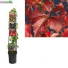 Parthenocissus Engelmannii 3.0 -Tuinbenodigdheden Verkoopwinkel parthenocissus engelmannii 3 0 1000x1000 62072e10f3854 l