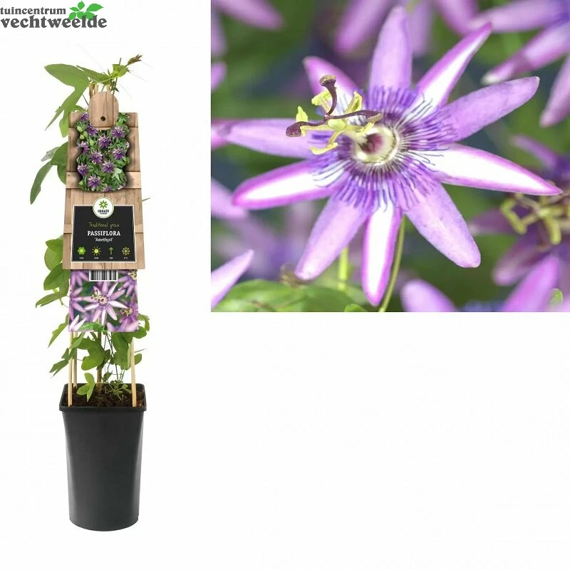 Passiflora Amethyst P16 3.0 3 Passiflora Amethyst P16 3.0