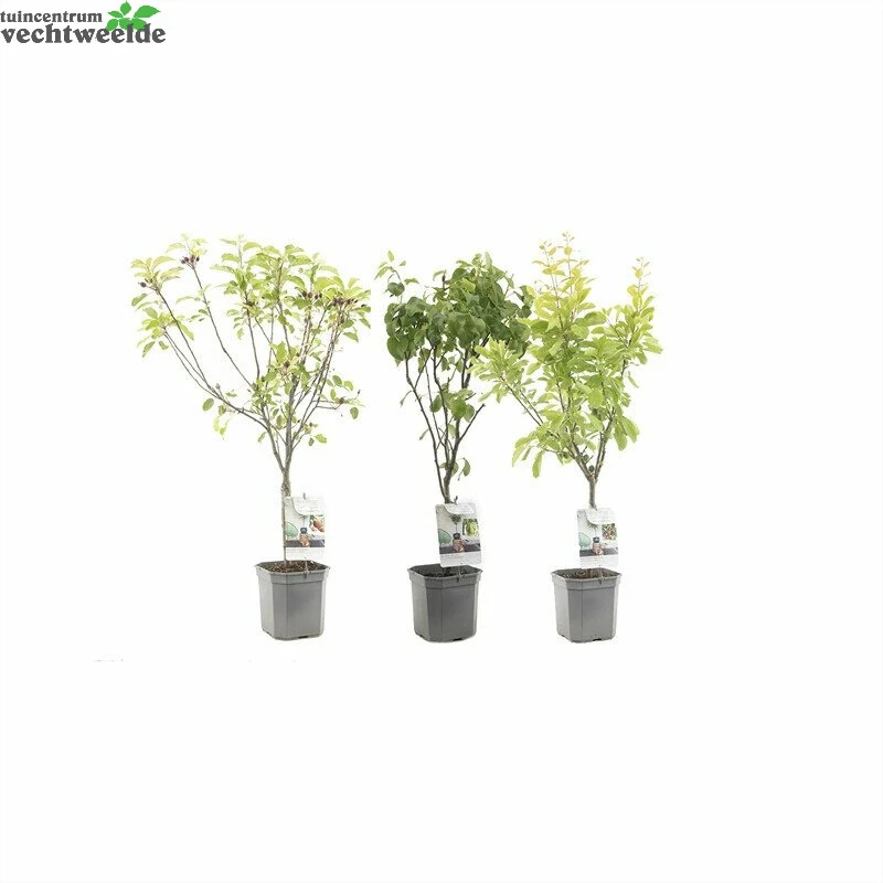 Patio Fruit Mix P27 3 Patio Fruit Mix P27