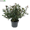 Photinia Fraseri 'Red Robin' H40-60cm. -Tuinbenodigdheden Verkoopwinkel photinia fraseri red robin h40 60cm 600x600 6207b51ec5538 l