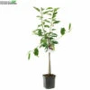 Prunus Av Regina WT P24 2 Prunus Av Regina WT P24 -Tuinbenodigdheden Verkoopwinkel prunus av regina wt p24 800x800 62a36c15ed400 l
