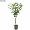 Prunus Av Sunburst WT P24 -Tuinbenodigdheden Verkoopwinkel prunus av sunburst wt p24 800x800 62a36c16a624d l
