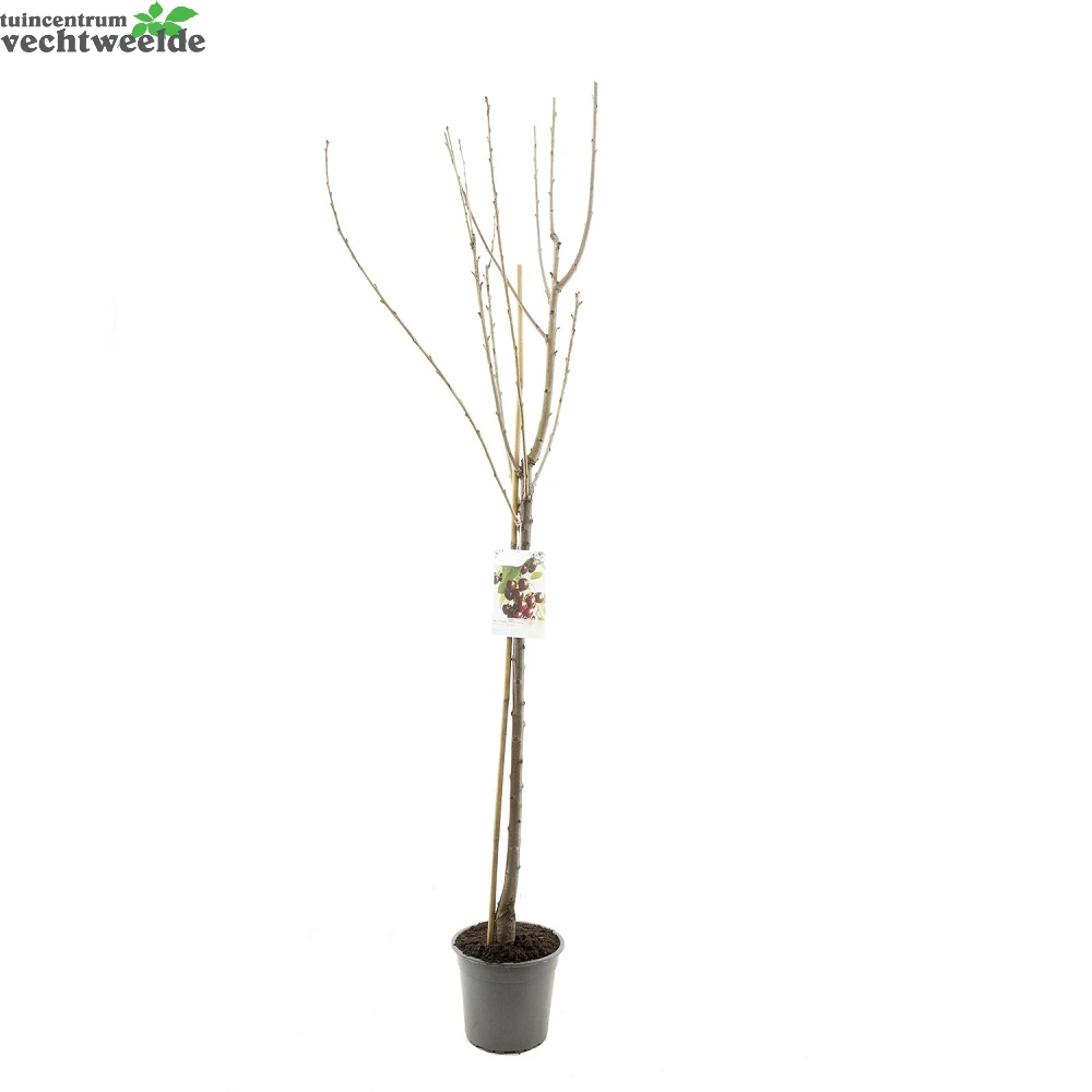 Prunus Avium Kordia P27 H120cm 4 Prunus Avium Kordia P27 H120cm - Afbeelding 2