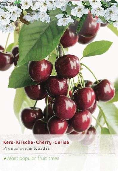 Prunus Avium Kordia P27 H120cm 3 Prunus Avium Kordia P27 H120cm