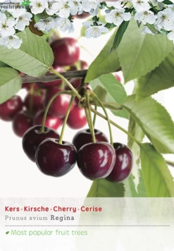 Prunus Avium Regina P27 H120cm