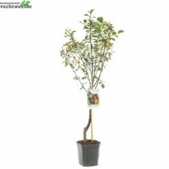 Prunus Cer. 'Morel' -Tuinbenodigdheden Verkoopwinkel prunus cer morel 1500x1500 6464dfe07090d l
