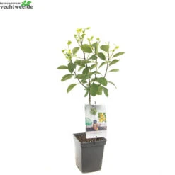 Prunus D. 'Mirabelle De Nancy' -Tuinbenodigdheden Verkoopwinkel prunus d mirabelle de nancy 1500x1500 62093ed896e1a l