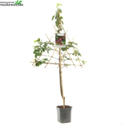 Prunus D. 'Opal' -Tuinbenodigdheden Verkoopwinkel prunus d opal 1000x1000 62093018dd368 l