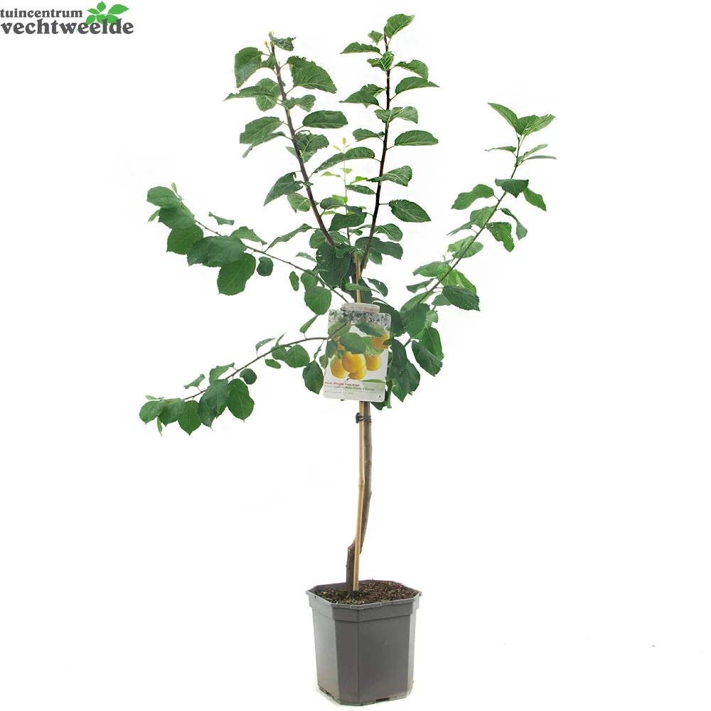 Prunus D. 'Reine Claude D'Oullins' 4 Prunus D. 'Reine Claude D'Oullins' - Afbeelding 2